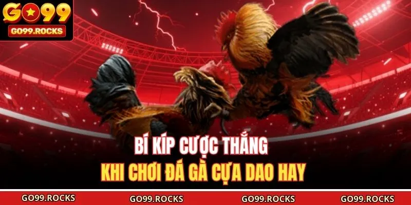 Bí kíp cược thắng khi chơi đá gà cựa dao hay 