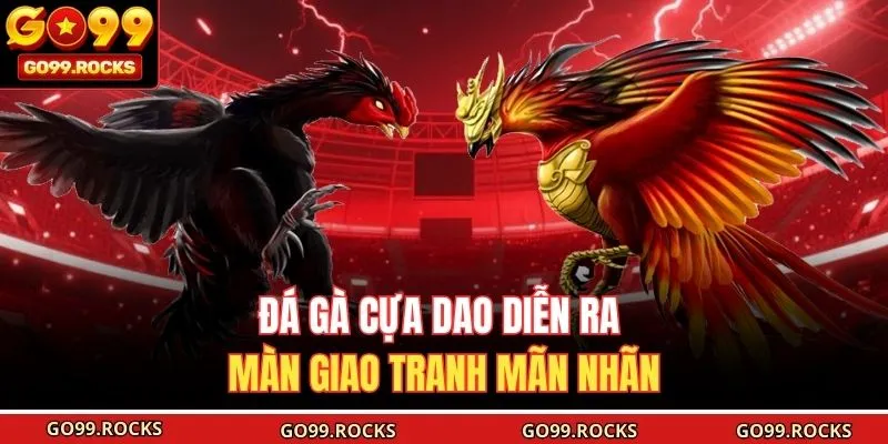 Đá gà cựa dao diễn ra màn giao tranh mãn nhãn 
