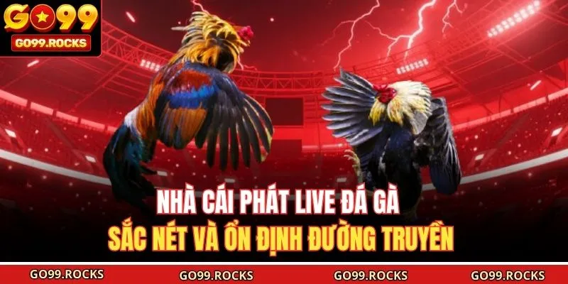 Nhà cái phát live đá gà sắc nét và ổn định đường truyền 