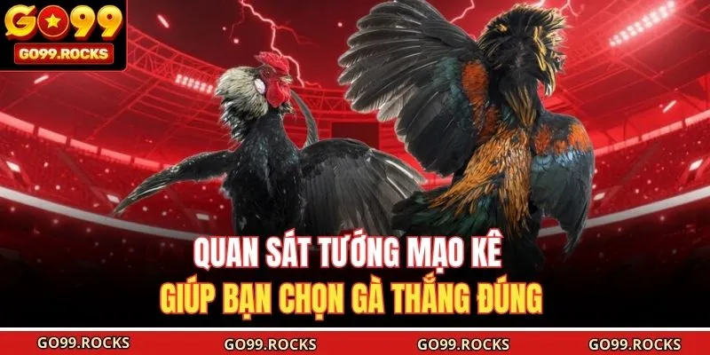 Quan sát tướng mạo kê giúp bạn chọn gà thắng đúng 