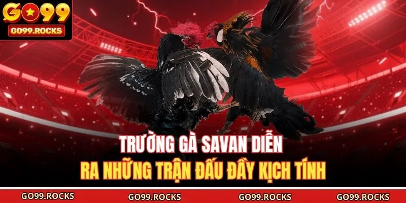 Trường gà Savan diễn ra những trận đấu đầy kịch tính 